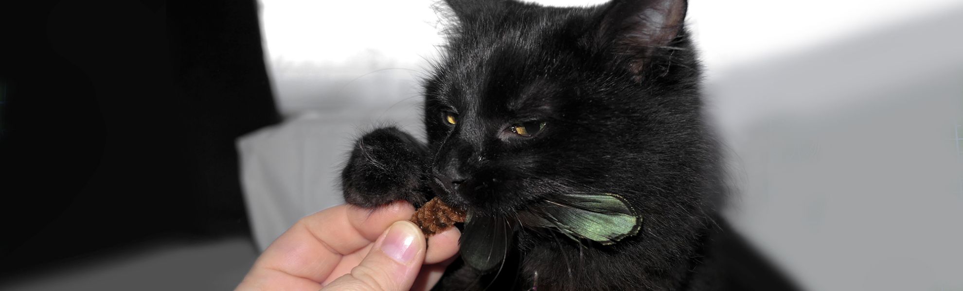 Black cat receiving a handmade feather teaser toy.