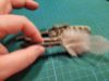 Picture of Silvervine Catnip Sticks with Random Natural Feathers – Handmade Small Cat Play Toys