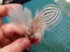 Picture of Natural silver pheasant feather teaser refill 