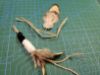 Picture of Dual colour natural pheasant feather and hemp refill toy