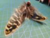 Picture of Handmade from natural striped pheasant feathers refill toy