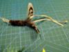 Picture of Wide Variety 5 PACK handmade feather refill toys