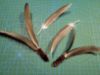 Picture of MUNIFICENT Big Lad's handmade natural rooster feather fetch toy