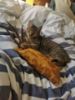 Picture of Crunchy middle, handmade catnip infused full size kicker
