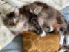 Picture of Soft middle, handmade catnip infused full size kicker