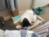 Picture of Soft middle, handmade catnip infused full size kicker