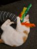Picture of Soft middle, handmade catnip infused medium size kicker