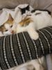 Picture of Soft middle, handmade catnip infused medium size kicker