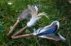 Picture of BIG XL All natural 3 pack Cat catnip sticks