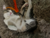 Picture of HALLOWEEN Themed 3 pack Cat catnip sticks natural wood turned into chewable toy with feathers