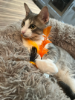 Picture of HALLOWEEN Themed 3 pack Cat catnip sticks natural wood turned into chewable toy with feathers