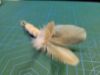 Picture of MUNIFICENT Mushrooms' fluffy natural hen handmade feathers refill toy for frenzy & da bird type wand teasers