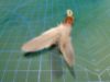 Picture of MUNIFICENT SMALL Wild bird handmade feathers refill toy for frenzy & da bird type wand teasers
