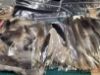 Picture of MUNIFICENT SMALL Wild bird handmade feathers refill toy for frenzy & da bird type wand teasers