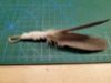 Picture of MUNIFICENT MEDIUM Wild bird handmade feathers refill toy for frenzy & da bird type wand teasers