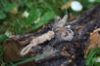 Picture of Handmade from natural feathers refill toy for frenzy & da bird type Mini Small wand teaser