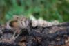 Picture of Handmade from natural feathers refill toy for frenzy & da bird type Mini Small wand teaser