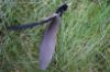 Picture of MUNIFICENT Velvets' natural hen handmade wing feathers refill toy for frenzy & da bird type wand teasers