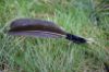 Picture of MUNIFICENT Velvets' natural hen handmade wing feathers refill toy for frenzy & da bird type wand teasers