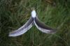 Picture of MUNIFICENT Poppet's handmade natural hen feathers refill toy for frenzy & da bird type wand teasers