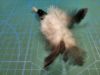Picture of MUNIFICENT Big Lad's handmade natural rooster fluff feathers refill toy for frenzy & da bird type wand teasers