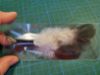 Picture of MUNIFICENT Big Lad's handmade natural rooster fluff feathers refill toy for frenzy & da bird type wand teasers