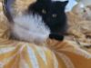 Picture of MUNIFICENT Big Lad's handmade natural rooster fluff feathers refill toy for frenzy & da bird type wand teasers