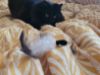 Picture of MUNIFICENT Big Lad's handmade natural rooster fluff feathers refill toy for frenzy & da bird type wand teasers