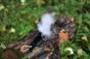 Picture of MUNIFICENT Big Lad's handmade natural rooster fluff feathers refill toy for frenzy & da bird type wand teasers