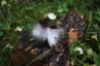 Picture of MUNIFICENT Big Lad's handmade natural rooster fluff feathers refill toy for frenzy & da bird type wand teasers
