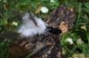 Picture of MUNIFICENT Big Lad's handmade natural rooster fluff feathers refill toy for frenzy & da bird type wand teasers