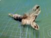 Picture of MUNIFICENT Dotty's handmade natural hen feathers refill toy for frenzy & da bird type wand teasers