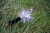 Picture of MUNIFICENT Dotty's handmade natural hen feathers refill toy for frenzy & da bird type wand teasers
