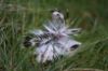 Picture of MUNIFICENT Dotty's handmade natural hen feathers refill toy for frenzy & da bird type wand teasers