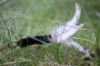 Picture of MUNIFICENT Dotty's handmade natural hen feathers refill toy for frenzy & da bird type wand teasers