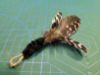 Picture of MUNIFICENT Black and White Dotty's handmade natural hen feathers refill toy for frenzy & da bird type wand teasers