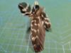 Picture of MUNIFICENT Black and White Dotty's handmade natural hen feathers refill toy for frenzy & da bird type wand teasers