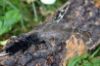 Picture of MUNIFICENT Black and White Dotty's handmade natural hen feathers refill toy for frenzy & da bird type wand teasers