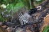 Picture of MUNIFICENT Black and White Dotty's handmade natural hen feathers refill toy for frenzy & da bird type wand teasers