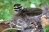 Picture of MUNIFICENT Black and White Dotty's handmade natural hen feathers refill toy for frenzy & da bird type wand teasers