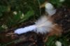 Picture of MUNIFICENT Gingers' natural hen handmade feathers refill toy for frenzy & da bird type wand teasers