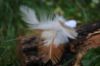 Picture of MUNIFICENT Gingers' natural hen handmade feathers refill toy for frenzy & da bird type wand teasers