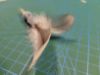 Picture of MUNIFICENT Blueys' natural hen handmade feathers refill toy for frenzy & da bird type wand teasers