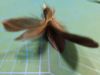 Picture of MUNIFICENT Velvets' natural hen handmade feathers refill toy for frenzy & da bird type wand teasers
