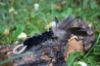 Picture of MUNIFICENT Velvets' natural hen handmade feathers refill toy for frenzy & da bird type wand teasers