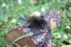 Picture of MUNIFICENT Velvets' natural hen handmade feathers refill toy for frenzy & da bird type wand teasers
