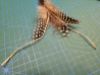 Picture of TAN Handmade from natural Guinea Fowl feathers and hemp refill toy for frenzy & da bird type wand teasers