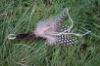 Picture of TAN Handmade from natural Guinea Fowl feathers and hemp refill toy for frenzy & da bird type wand teasers
