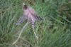 Picture of TAN Handmade from natural Guinea Fowl feathers and hemp refill toy for frenzy & da bird type wand teasers