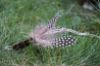 Picture of TAN Handmade from natural Guinea Fowl feathers and hemp refill toy for frenzy & da bird type wand teasers